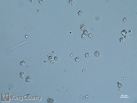 Photo of Heterosigma akashiwo